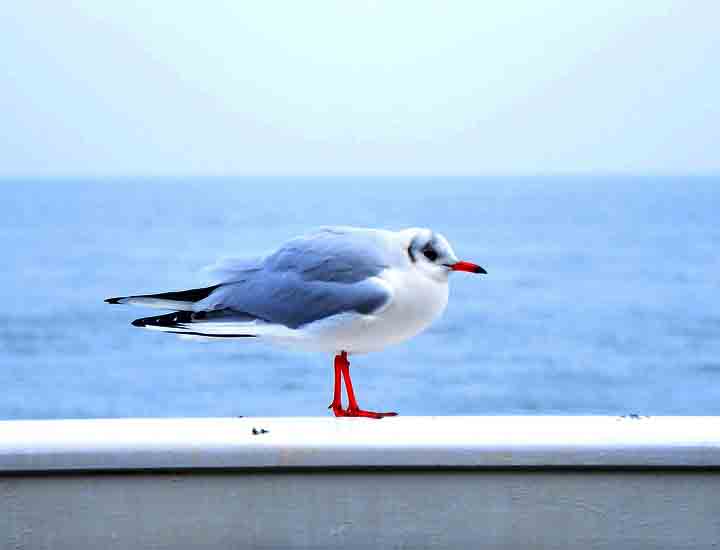 软件激活中心的DDOS在线攻击平台